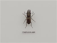 藏品(雞冠細身赤鍬形蟲)的圖片